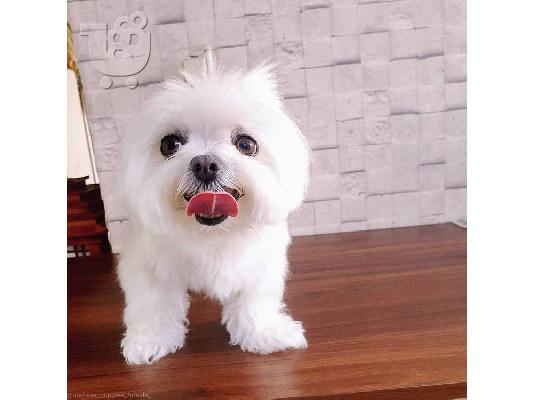 Maltese Puppies
